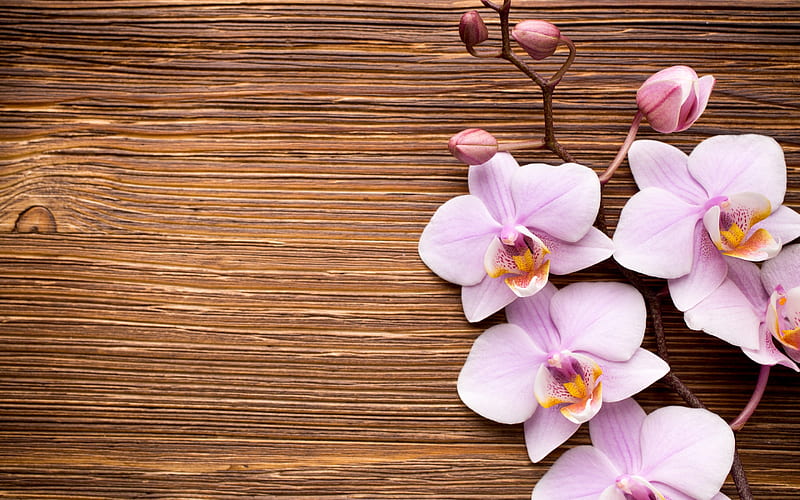 Orchids, orchid, texture, flower, pink, wood, HD wallpaper