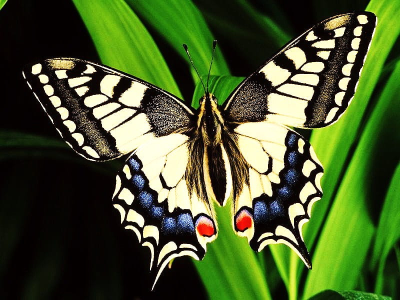 Pretty as a , red, butterfly, plant, wings open, black, yellow, striping, blue, HD wallpaper