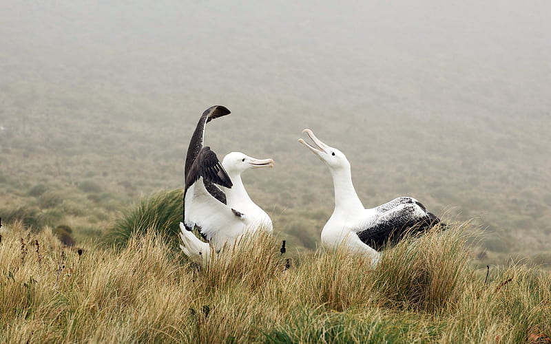 Albatross New Zealand Campbell Island 2021 Bing, HD wallpaper