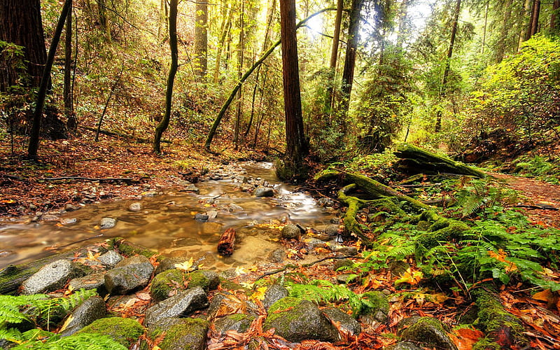 Small River, stone, nature, bonito, forests, rivers, HD wallpaper