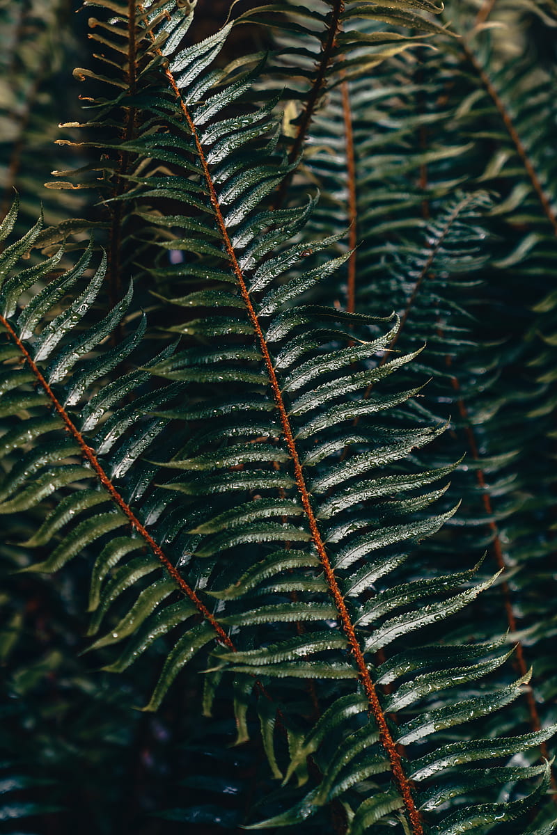 fern, branch, plant, drops, water, HD phone wallpaper