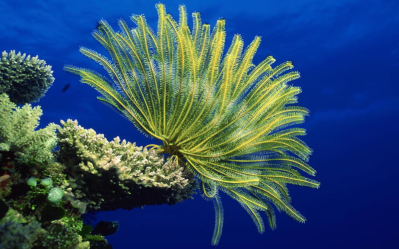 Coral Reef Sea Anemones, oceans, sea anemones, nature, sealife, coral reefs, HD wallpaper