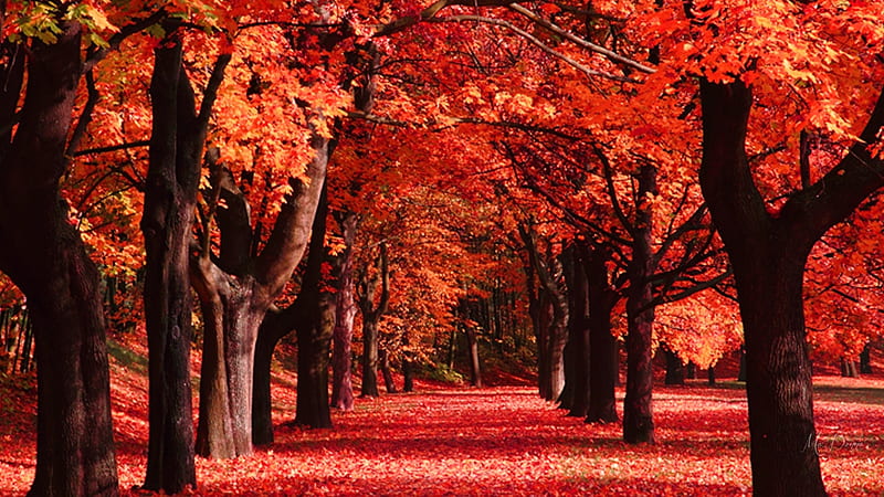 Rows of Fall Colors, red, fall, autumn, leaves, trees, HD wallpaper