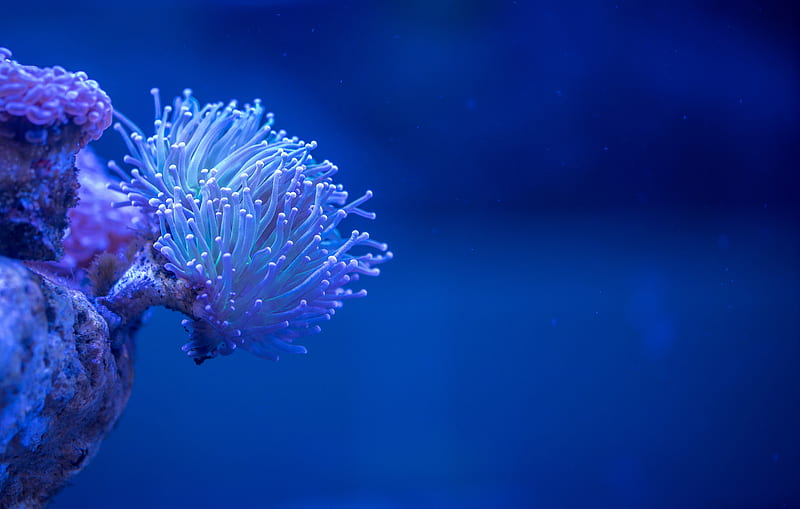 coral, sea, depth, macro, underwater, HD wallpaper