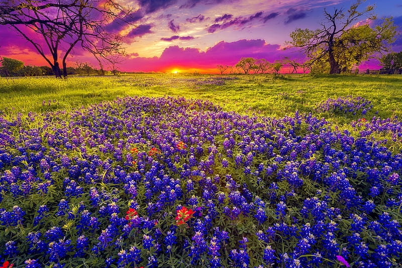 Texas bluebonnets at sunset, fiery, bluebonnets, sunset, sky, field, meadow, Texas, bonito, sumet, purple, HD wallpaper