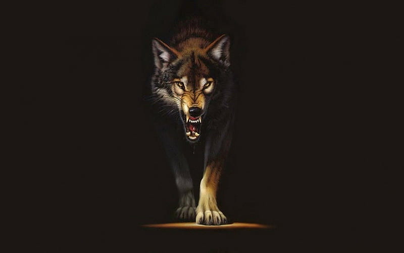 Angry Wolf, cool, wolf, angry, animal, HD wallpaper