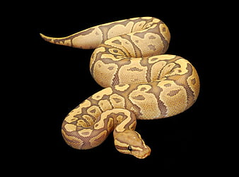 Orange-Ghost-Fire-Ball-Python, ghost, orange, fire-ball, python, bonito, HD wallpaper