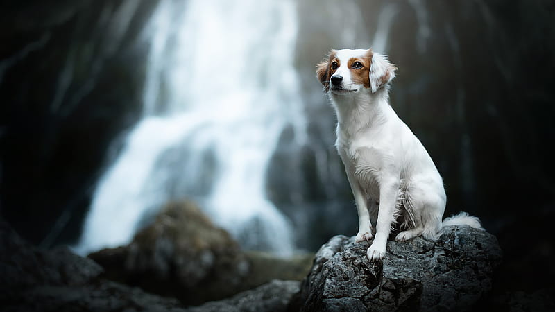 White Brown Dog Is Sitting On Rock In Blur Waterfall Background Dog, HD wallpaper