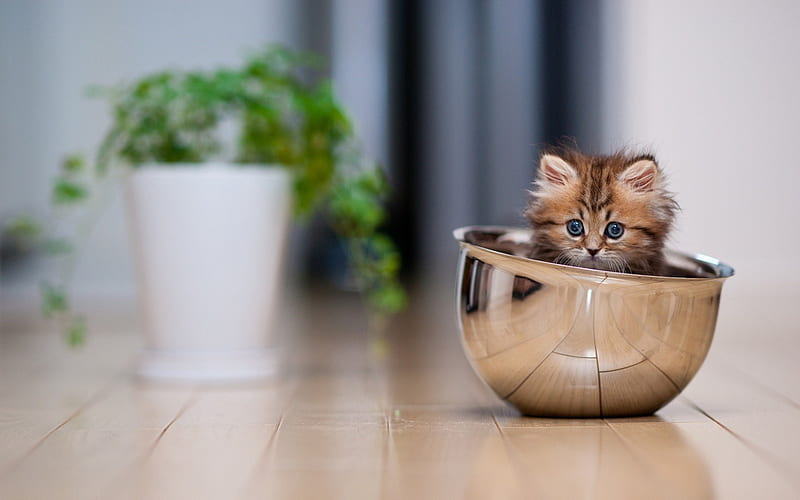 mood bowl kitten-Animal, HD wallpaper