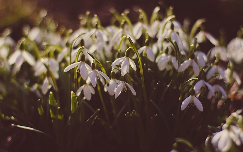 Snowdrops, spring, wildflowers, sunset, evening, spring flowers, HD wallpaper