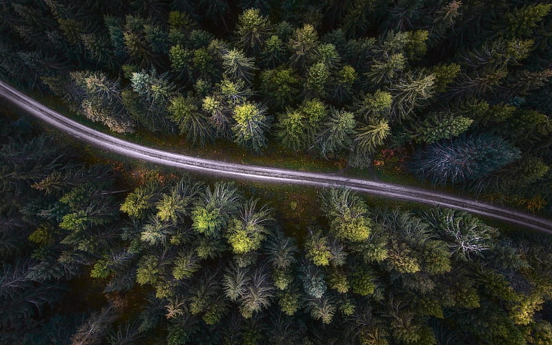 green forest, top view, treetops, forest road, dirt road, view from the quadrocopter, nature view from above, HD wallpaper