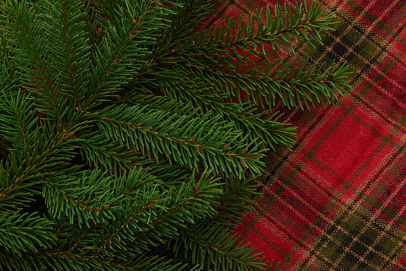 pine, branch, needles, plaid, HD wallpaper