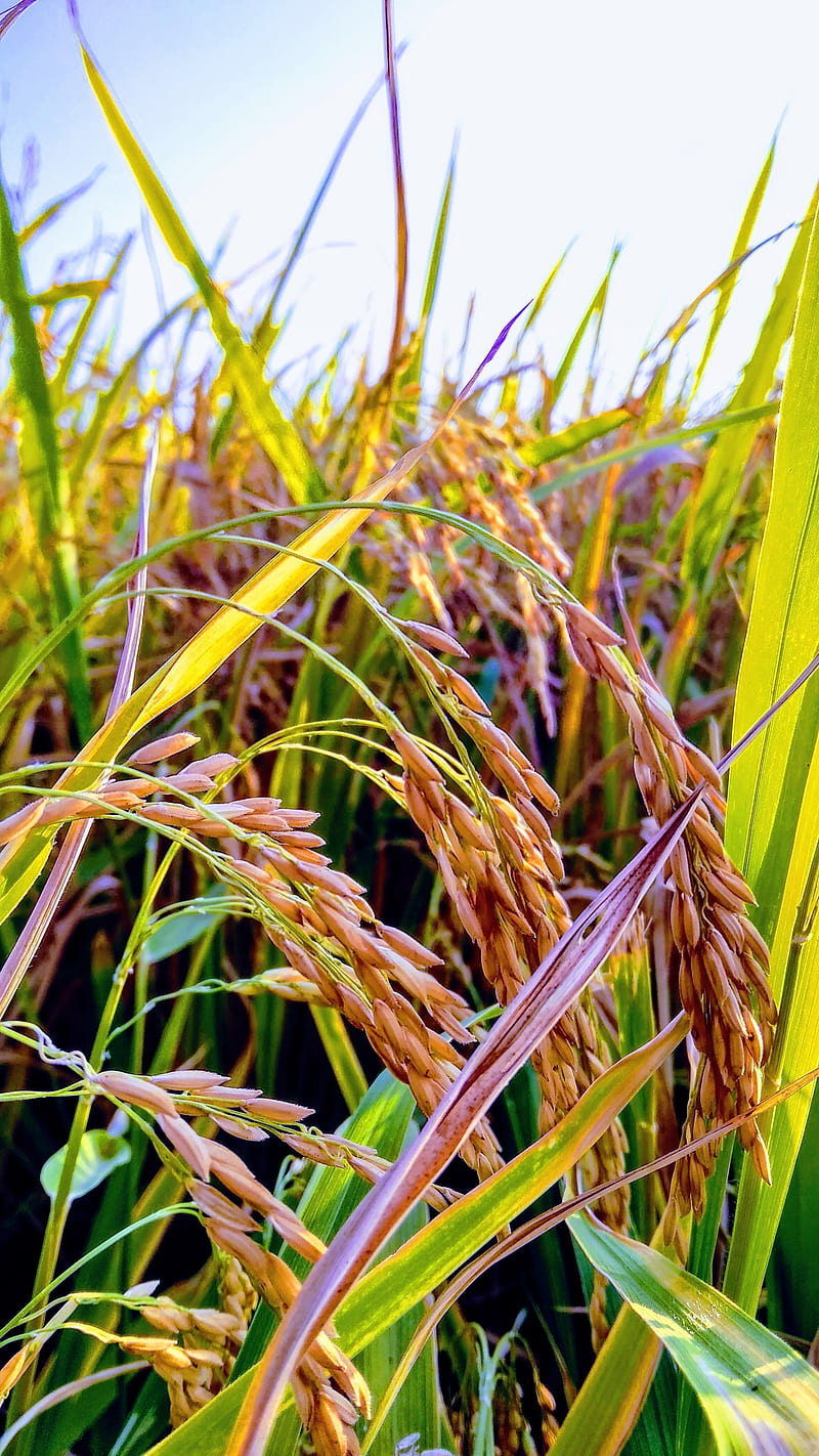 Paddy crop, harvest, HD phone wallpaper