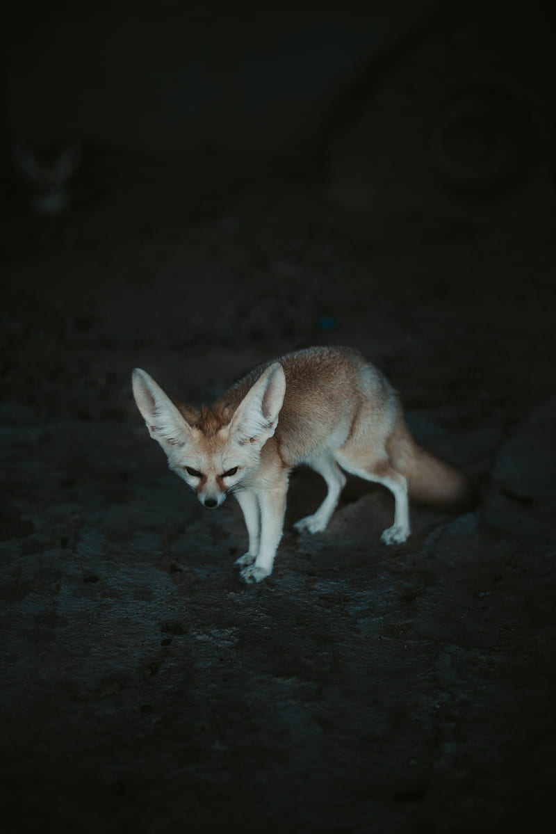 fennec fox, fennec, fox, animal, wildlife, HD phone wallpaper