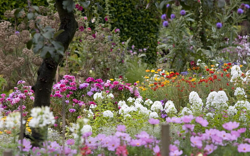 Beautiful Flower Garden, rose, poppies, flowers, day, nature, carnation, daisy, field, HD wallpaper