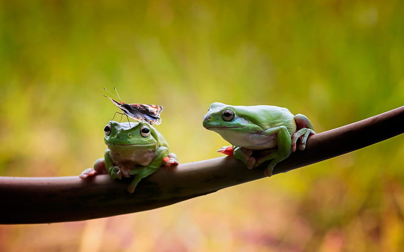 Don't move!, frog, butterfly, funny, branch, gren, animal, HD wallpaper