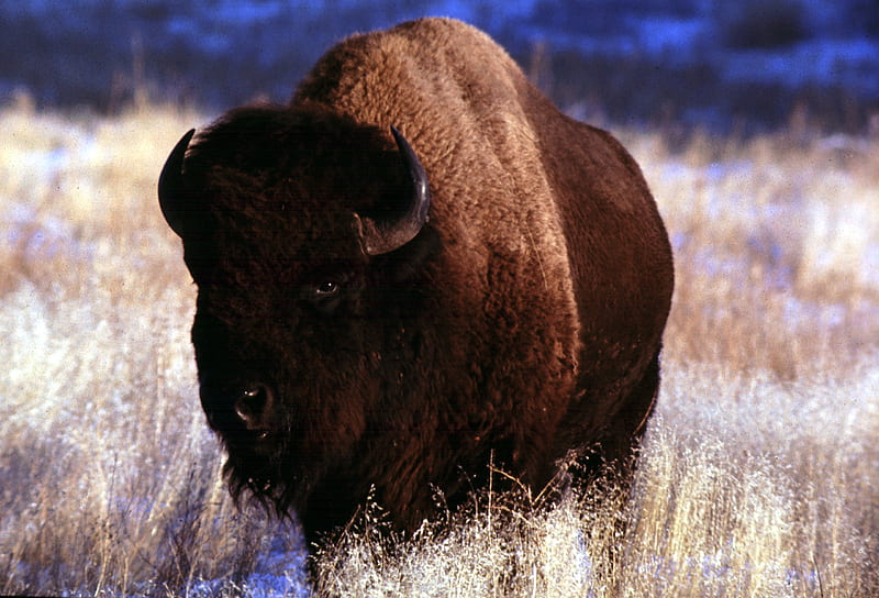 Wallpaper murals A Herd Of Bison Walking Down A Dirt Road. Herd Of Bison,  Dirt Road, Habitats, Migration Routes, Conservation, Wildlife Interactions,  Human Interactions, History - Nikkel-Art.com