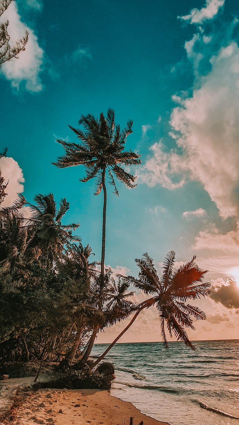 Maldives , beach, blue, coconut palm, nature, orange, sky, sun, HD phone wallpaper