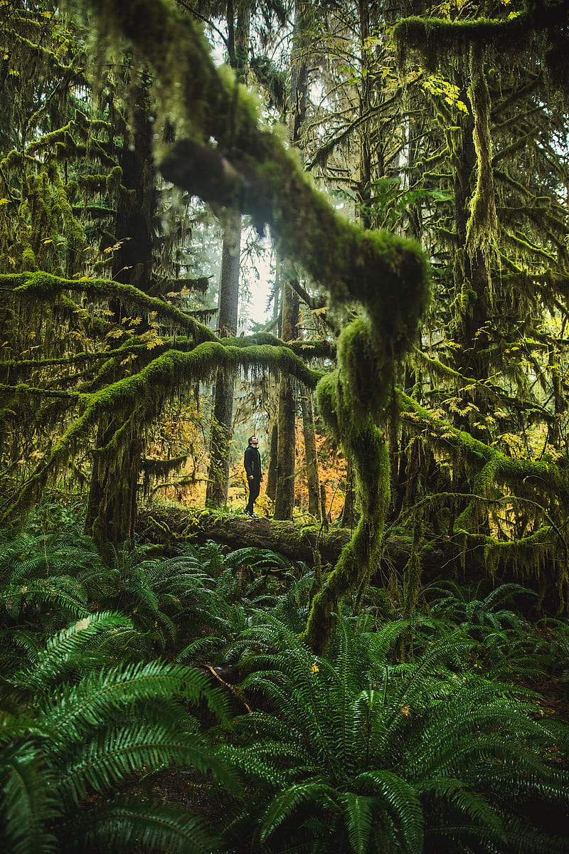 man, forest, trees, fern, moss, tropics, HD phone wallpaper