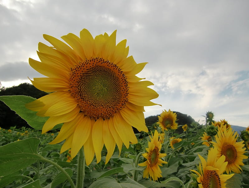 *** Sunflower ***, flower, flowers, yellow, nature, sunflower, field, meadow, HD wallpaper