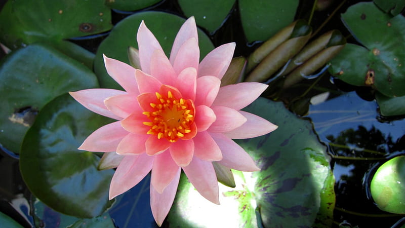 Soft beauty, lotus, flower, brightly colored, bonito, soft, HD wallpaper