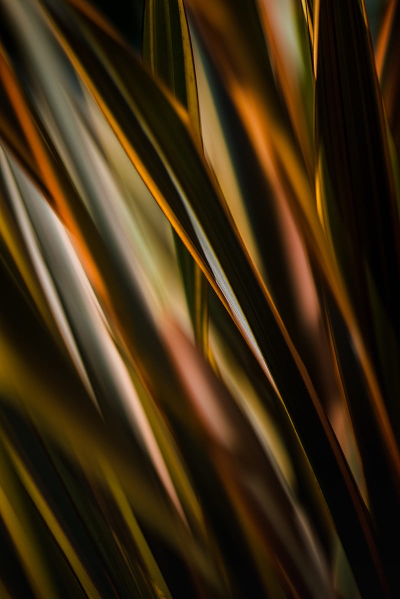 grass, stripes, lines, macro, HD phone wallpaper