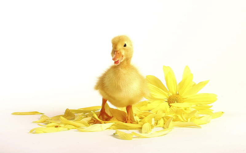 quack, furry, cute, graphy, duck, flower, yellow, baby, HD wallpaper