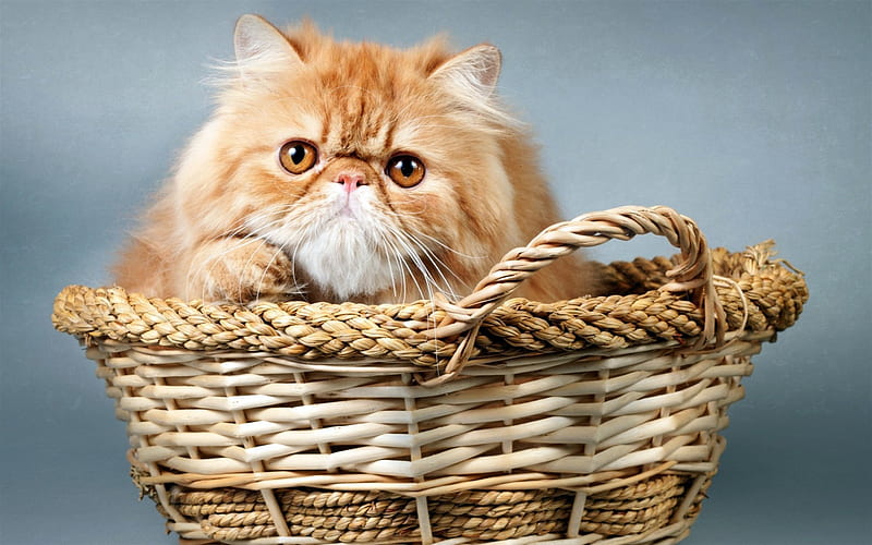 Persian Cat, basket, ginger cat, cats, funny cat, domestic cats, pets, ginger Persian Cat, Persian, HD wallpaper
