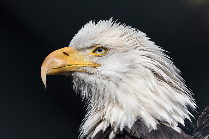 Bald Eagle Wild, bald-eagle, eagle, birds, HD wallpaper