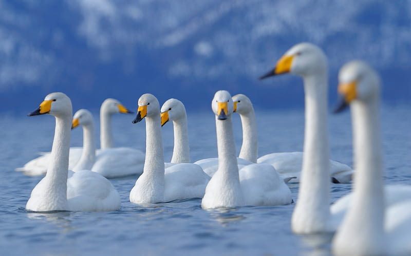 Swan birds flock fly-Animal, HD wallpaper