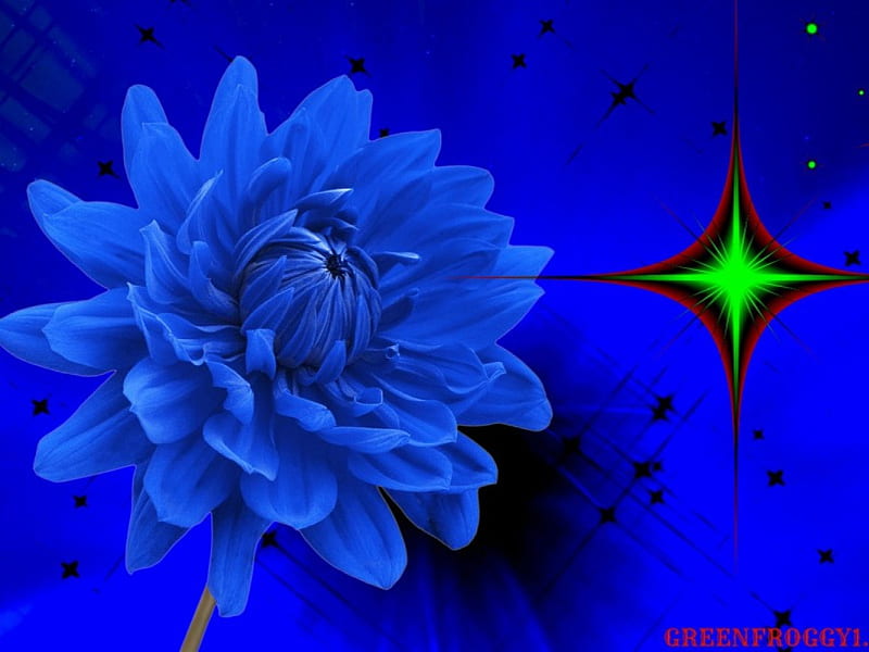Dalia azul, azul, estrella, flor, verde, Fondo de pantalla HD | Peakpx