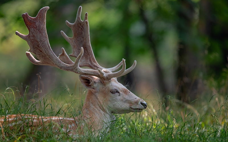 Stag, forest, antlers, deer, animal, HD wallpaper
