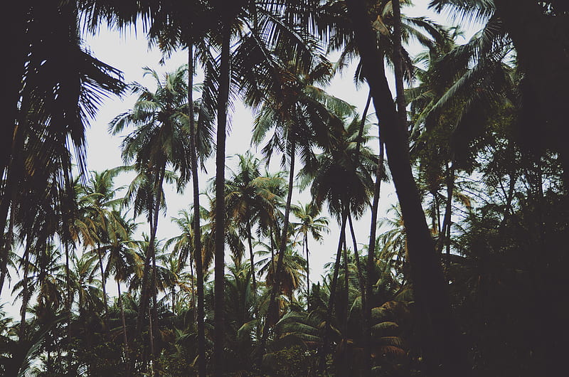 low-angle view of coconut trees, HD wallpaper