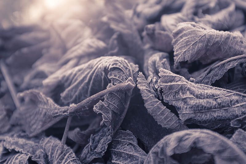 leaves, frozen, macro, frost, HD wallpaper