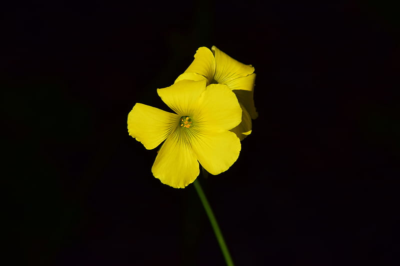 oxalis, flower, yellow, contrast, black background, small, close-up, HD wallpaper
