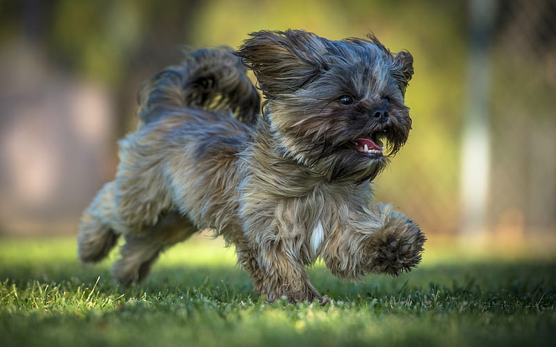 yorkshire terrier, running dog, cute animals, funny dog, pets, dogs, HD wallpaper