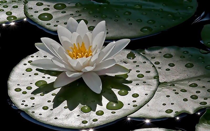 Lotus, dew, yellow, drops, lake, leaf, water, green, flower, nature, rain, white, HD wallpaper