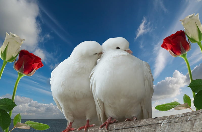 Lovey Dovey, dove, white, love, sweet, HD wallpaper