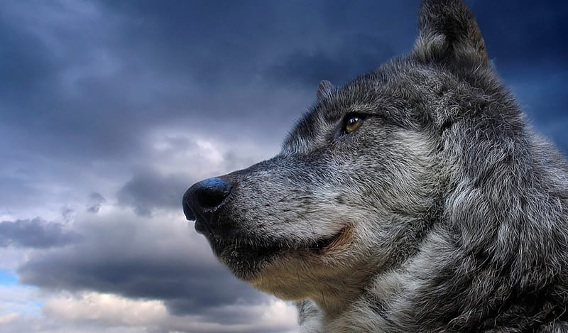 Proud wolf, face, wolf, sky, dog, HD wallpaper