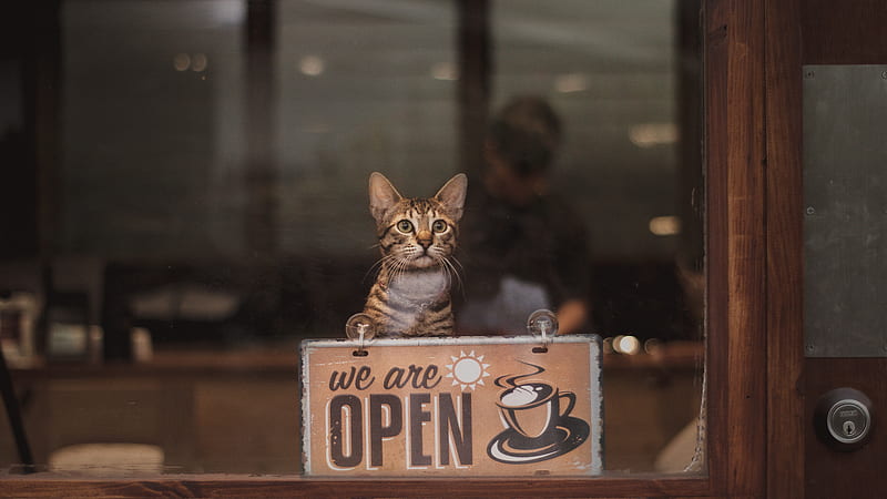 cat, open, inscription, coffee, HD wallpaper