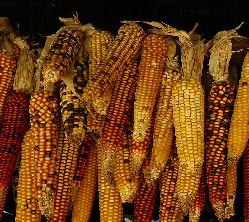 Fall Corn, autumn, food, yellow, HD wallpaper