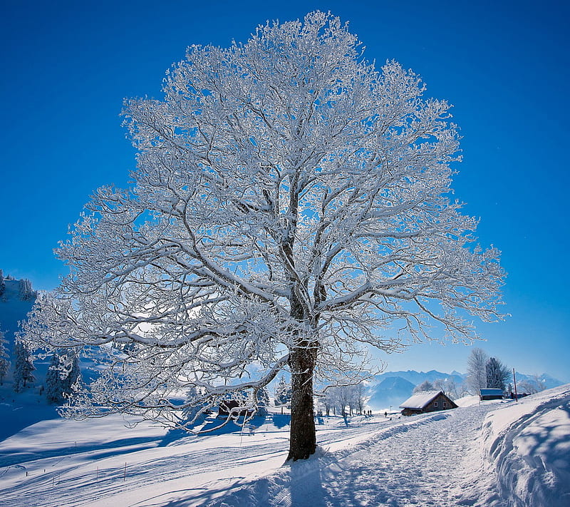 Winter, landscape, nature, snow, tree, HD wallpaper | Peakpx