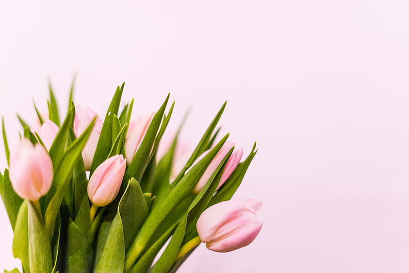pink tulips in bloom close up, HD wallpaper