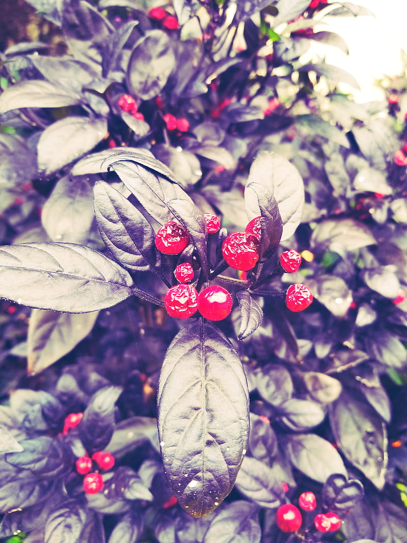Oh christmas, berries, holly, HD phone wallpaper