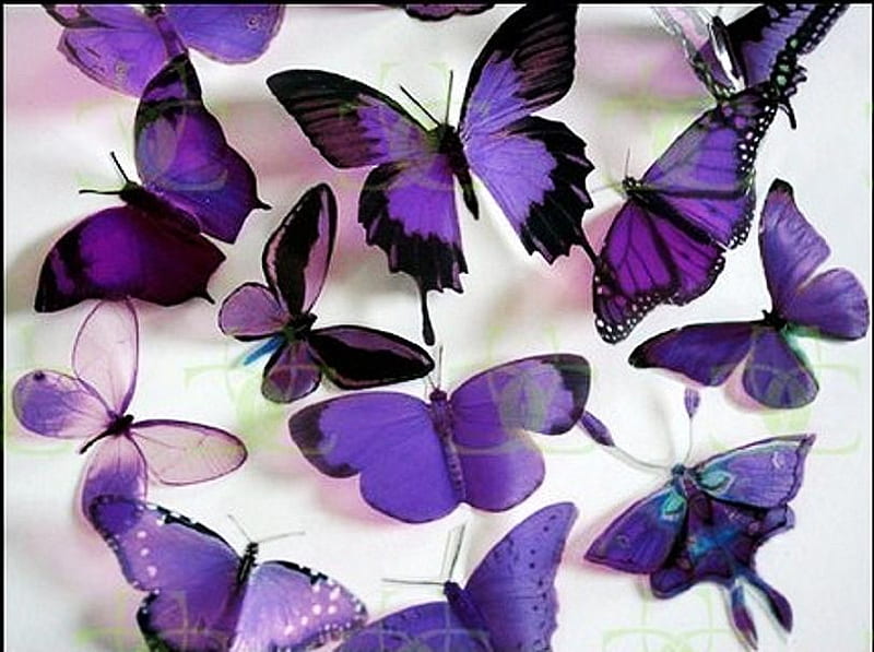 A wall of wings, numerous, variety, butterflies, purple, HD wallpaper