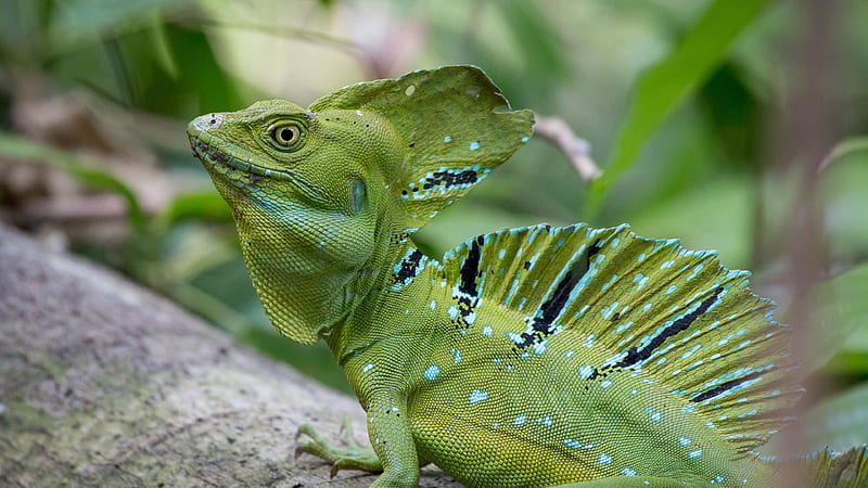 Closeup View Of Green Iguana Reptile Lizard Lizard, HD wallpaper