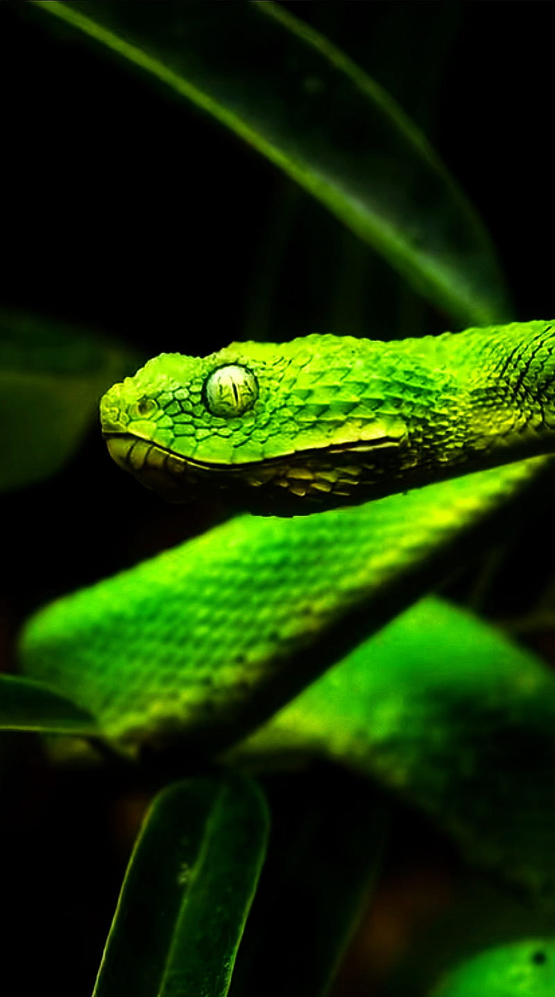 Angry Green Snake Wallpaper | HD Wallpapers