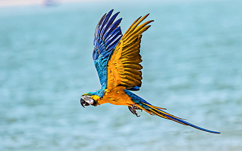 flying macaw sea, bokeh, parrots, macaw, exotic birds, colorful parrots, Ara, HD wallpaper