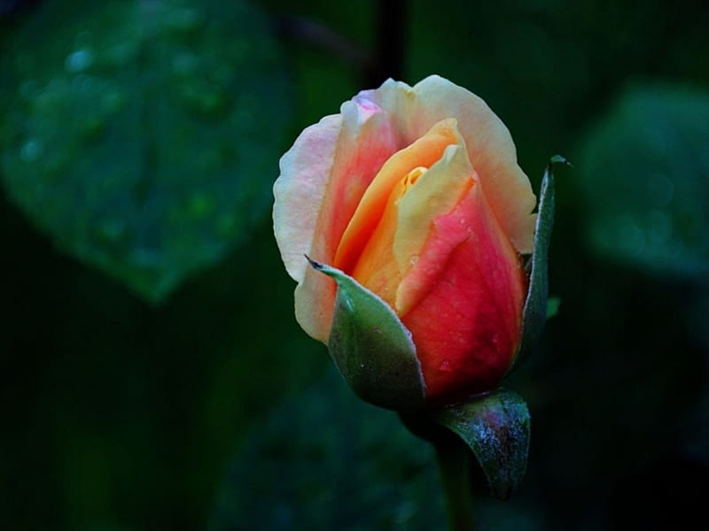 Ready to Open, Fragrant, Pink, Orange, Green, Bud, Rose, Leaves, Petals, HD wallpaper