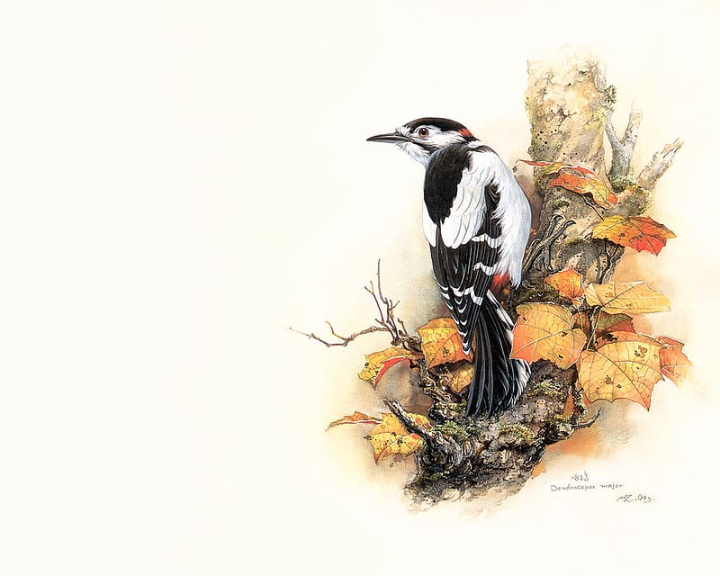 Bird, Animal, Woodpecker, Great Spotted Woodpecker, HD wallpaper